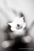 Whispering Fragrance